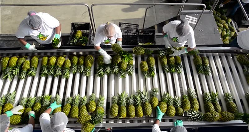 images/1656575093280Pineapple packing machine1.jpg
